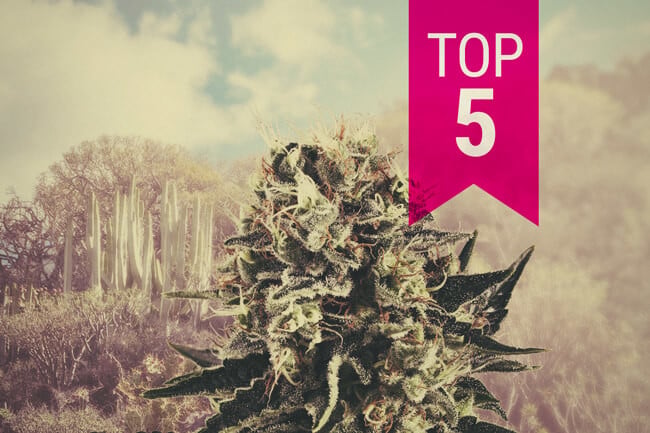 Our Top 5 Indica Strains For Warm Climates In 2026