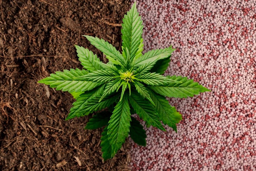 Organic vs Synthetic Fertiliser for Cannabis