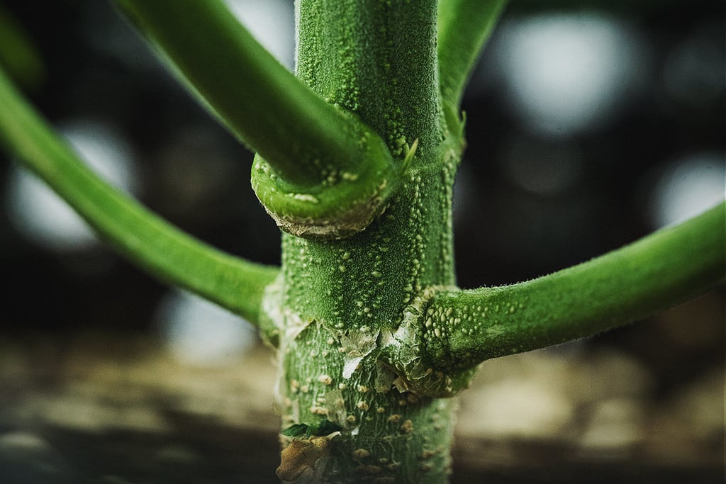 Cannabis Branches And Stems