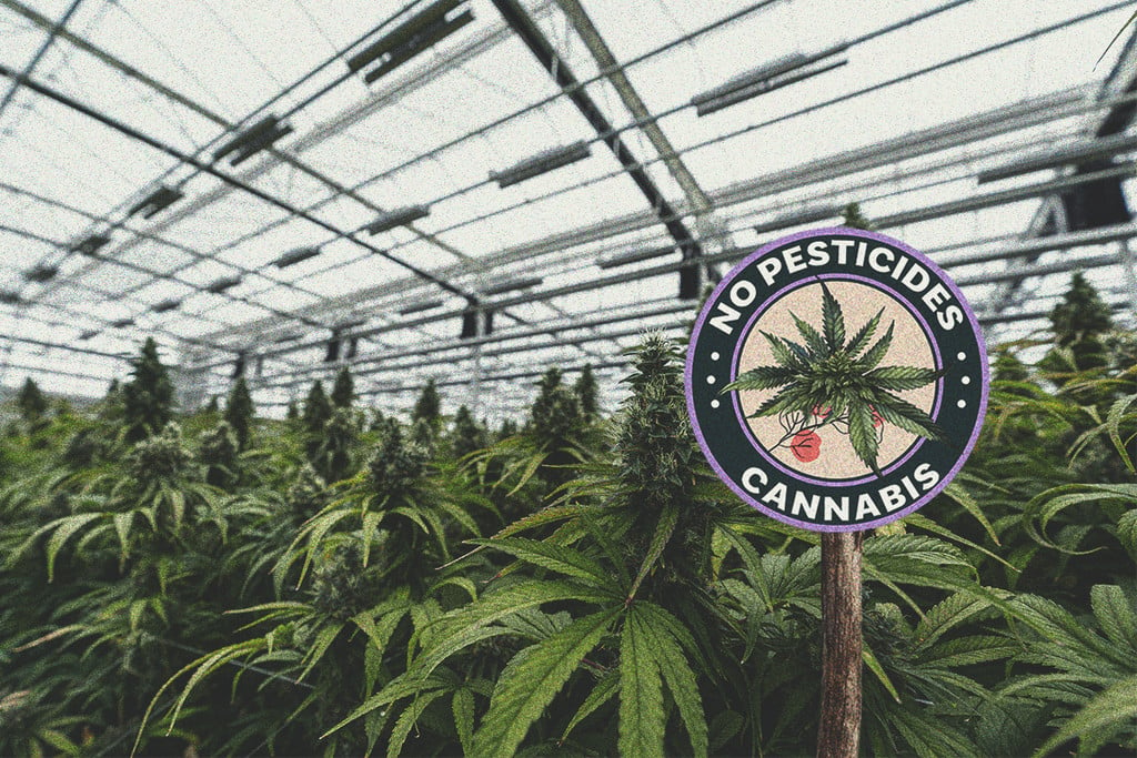 Are Pesticides on Cannabis Dangerous?