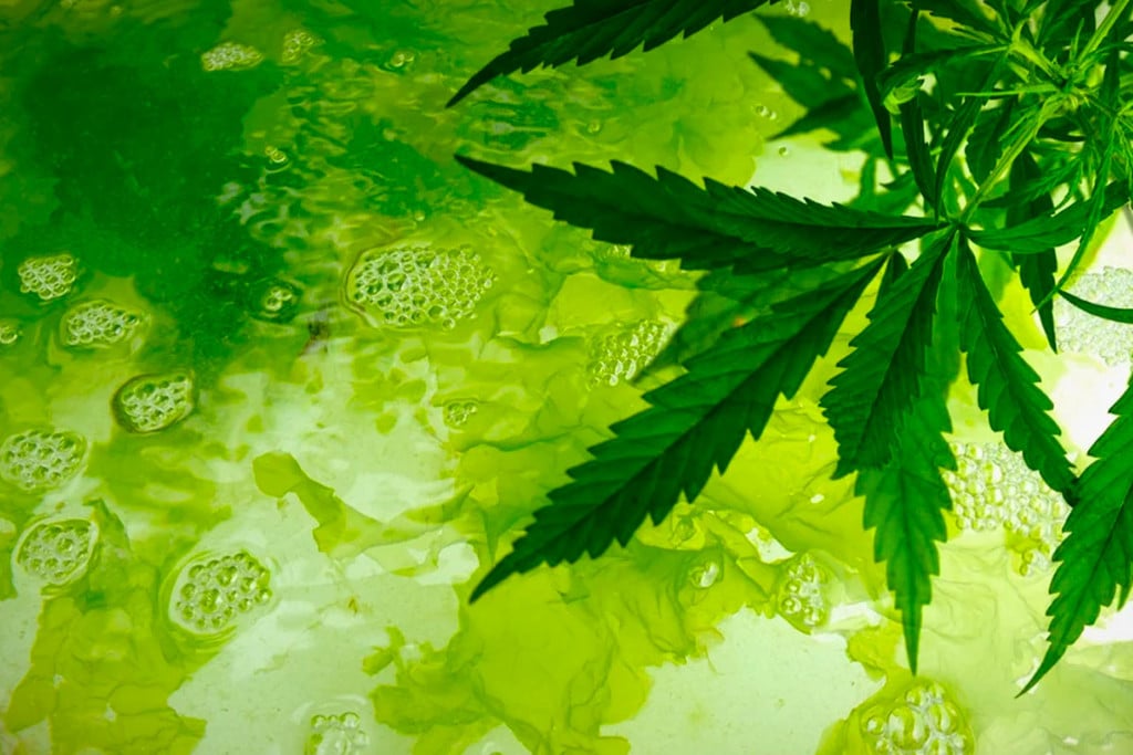 Detecting And Preventing Algae When Growing Cannabis