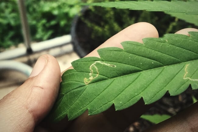 How To Identify, Prevent And Treat Leaf Miner Invasions