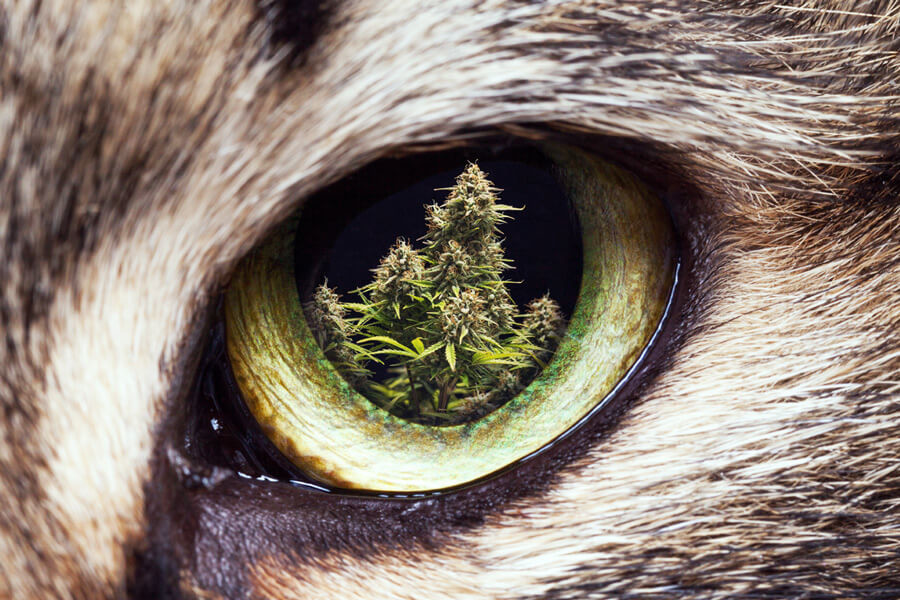 How to Keep Cats And Dogs Out of the Cannabis Garden