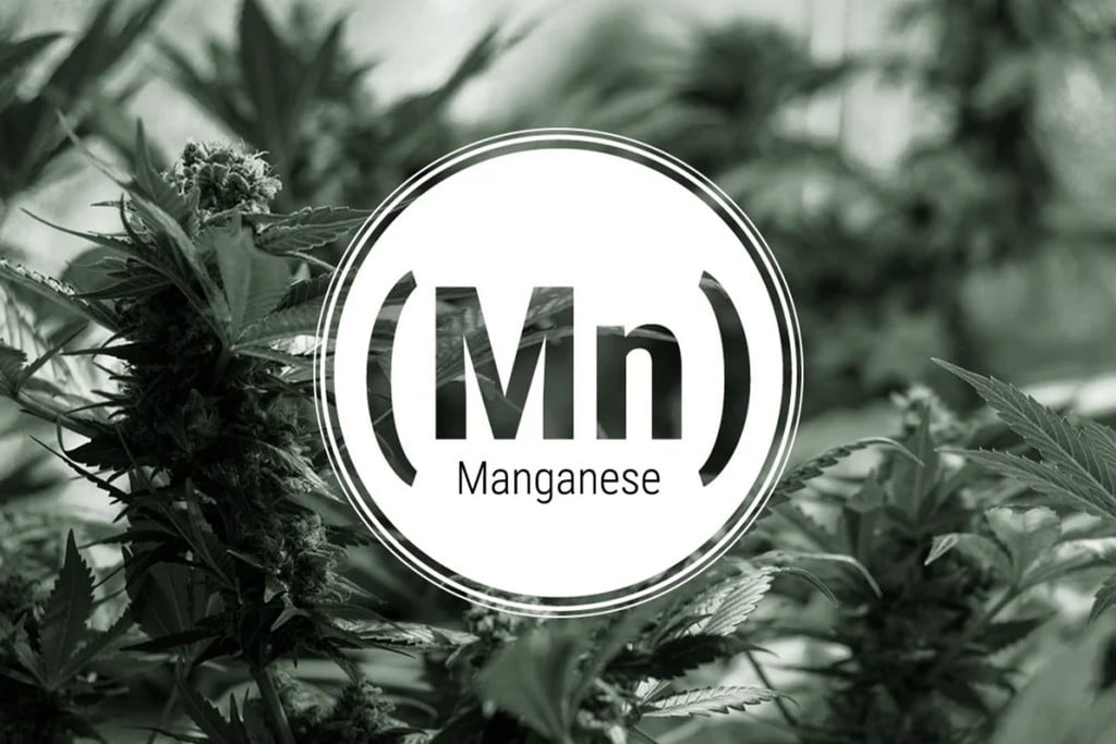 Manganese Deficiency In Cannabis Plants
