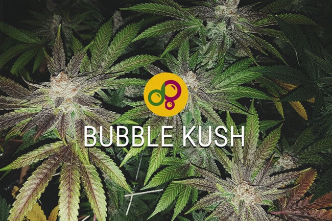 Bubble Kush: Carrying On A Sweet Cannabis Legacy