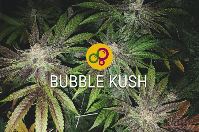 Bubble Kush Strain: Carrying On A Sweet Cannabis Strain Legacy