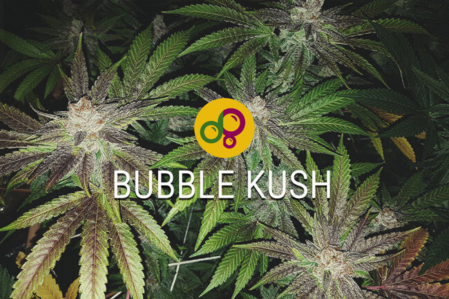 Bubble Kush Strain: Carrying On A Sweet Cannabis Strain Legacy