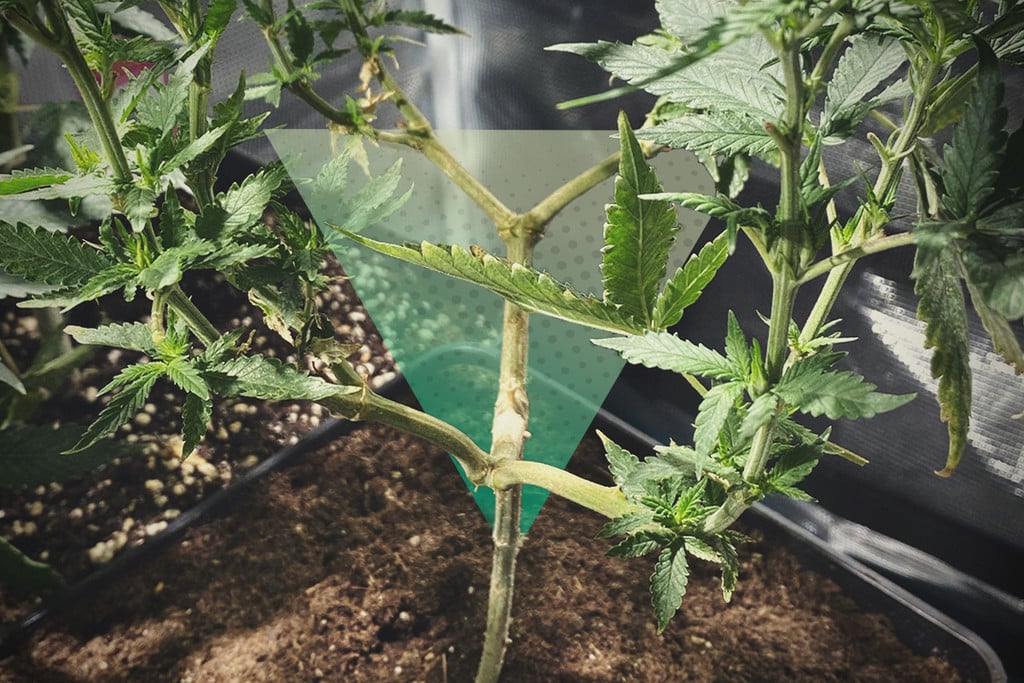 How To Mainline Cannabis Plants: Step-By-Step Guide