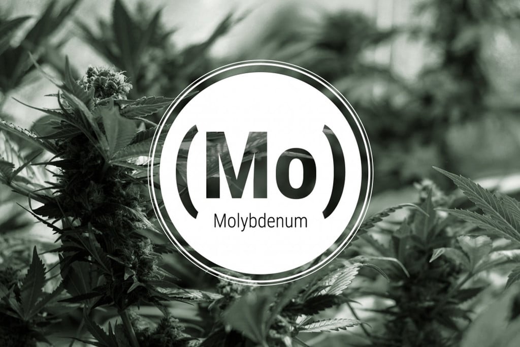 Molybdenum Deficiency In Cannabis Plants