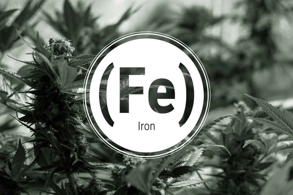 Iron Deficiency In Cannabis Plants