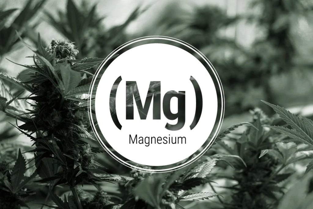 Magnesium Deficiency In Cannabis Plants