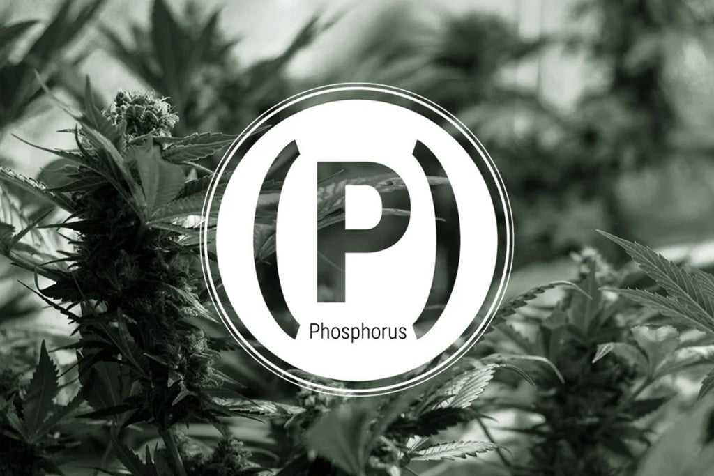 Phosphorus Deficiency in Cannabis: Signs and Solutions