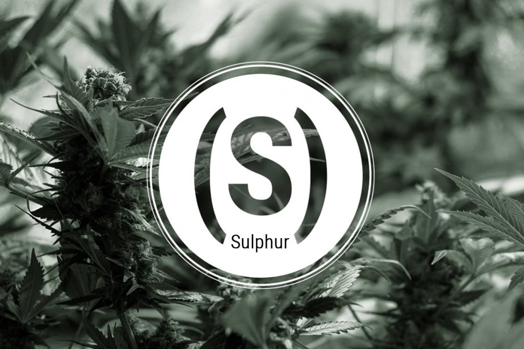 Sulphur Deficiency In Cannabis Plants