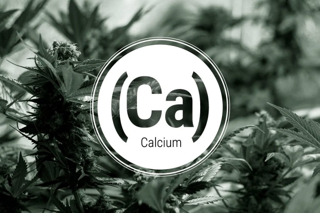 Calcium Deficiency In Cannabis Plants
