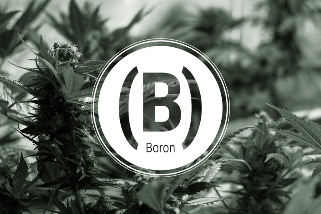 Boron Deficiency In Cannabis Plants