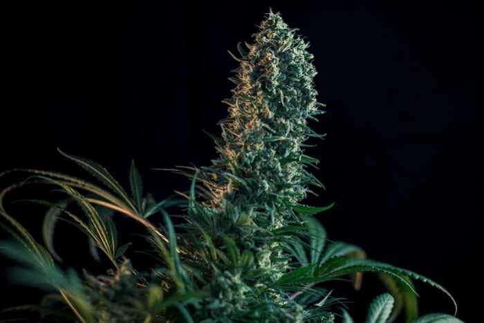 opnå kop Ødelægge Cannabis Flowering Week By Week - The Guide By Royal Queen Seeds - RQS Blog