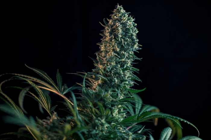 Cannabis Flowering Week By Week - The Guide By Royal Queen Seeds - RQS Blog