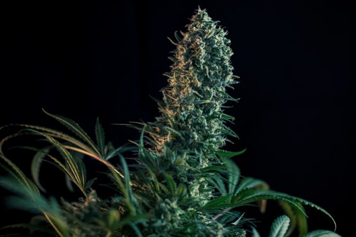 Cannabis Flowering Stage Week-by-Week