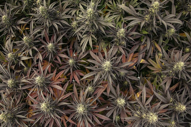 What Makes Weed Colourful?