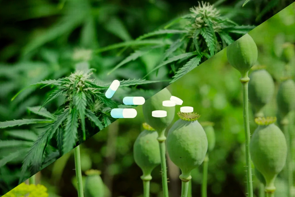 Opioids & Pain Relief: Could Cannabis Offer An Alternative?