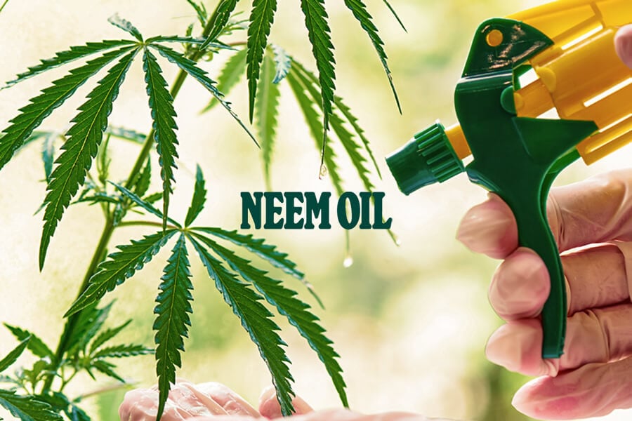 How to Use Neem Oil to Fight Cannabis Pests