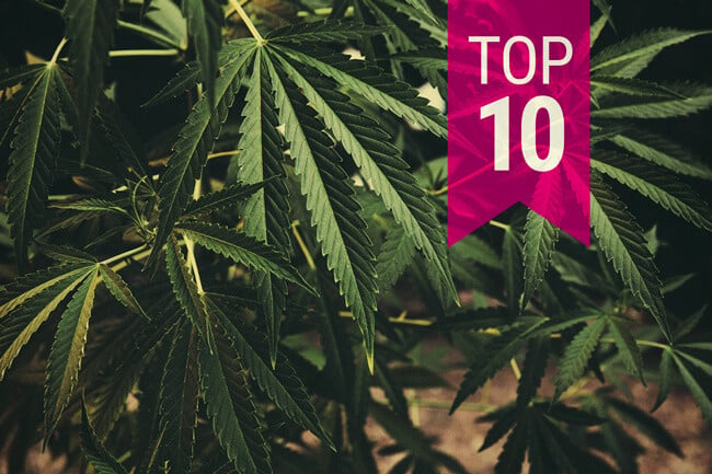 Top 10 Classic Cannabis Strains That You Just Have To Try