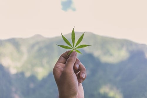 Swiss Federal Courts Decriminalise Small Amounts Of Cannabis