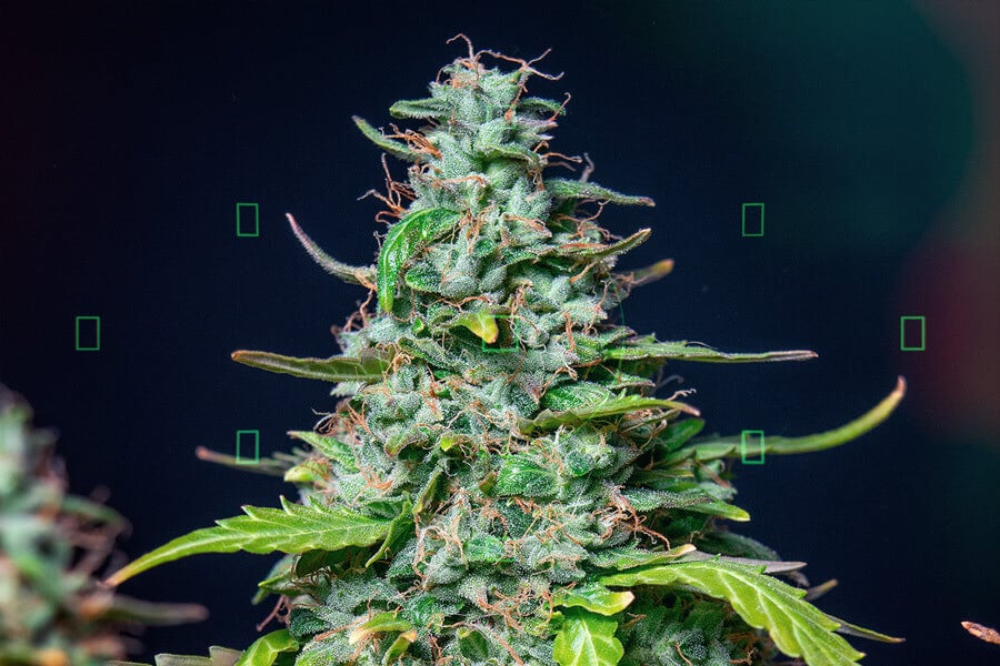 Cannabis Photography: How to Get Started