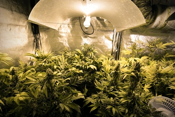 Cannabis Cultivation Tips: How To Set Up Indoor Grow Lights