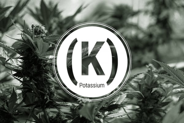Potassium Deficiency In Cannabis Plants - A How-To Guide