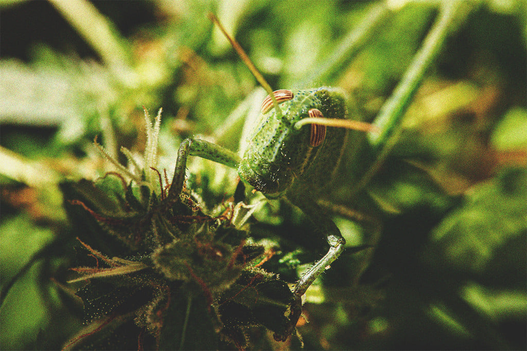 Keep Crickets Away From Your Cannabis Plants