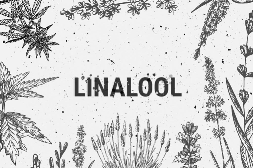 Cannabis Terpenes: Linalool