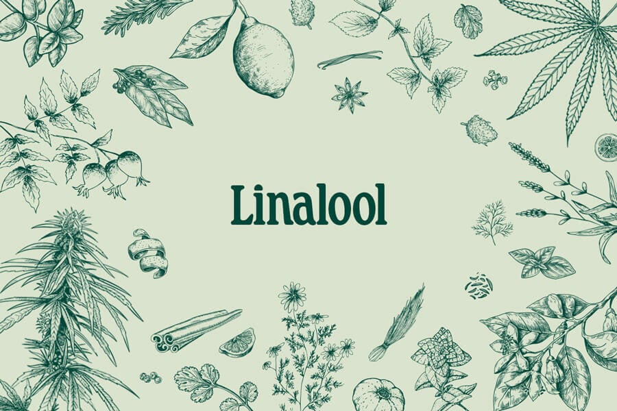 Cannabis Terpenes: Linalool