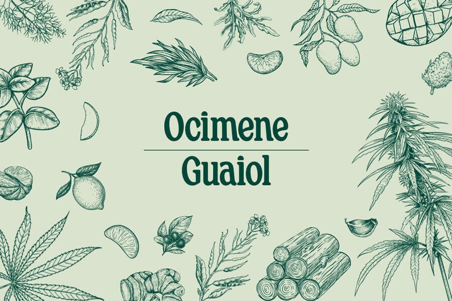 Cannabis Terpenes: Ocimene And Guaiol