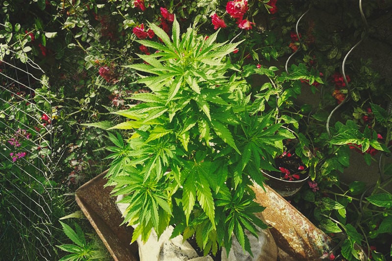 The Ultimate Guide To Growing Organic Cannabis