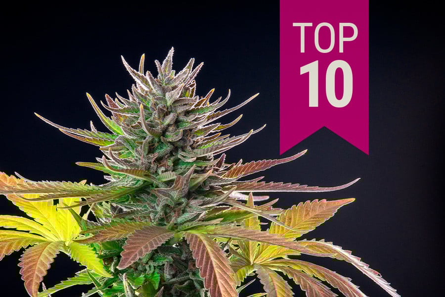 Top 10 Best Sativa Strains of 2025