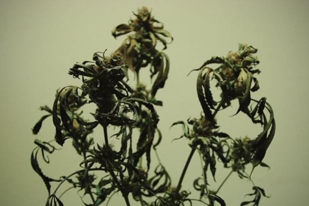 Nutrient Burn In Cannabis Plants