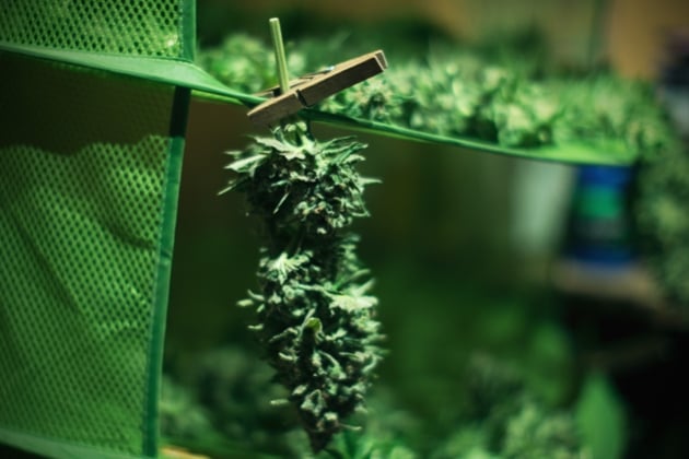 Top Tips To Successfully Dry And Cure Your Fresh Cannabis Buds