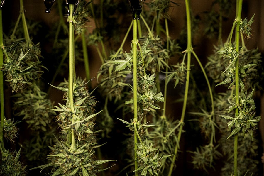 How to Dry and Cure Weed: Expert Tips for Perfect Buds