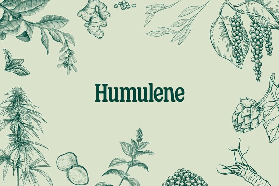 Cannabis Terpenes: Humulene