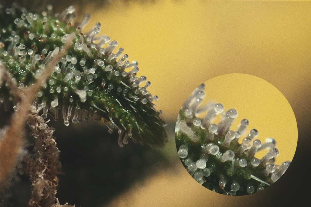 Trichome Color Chart