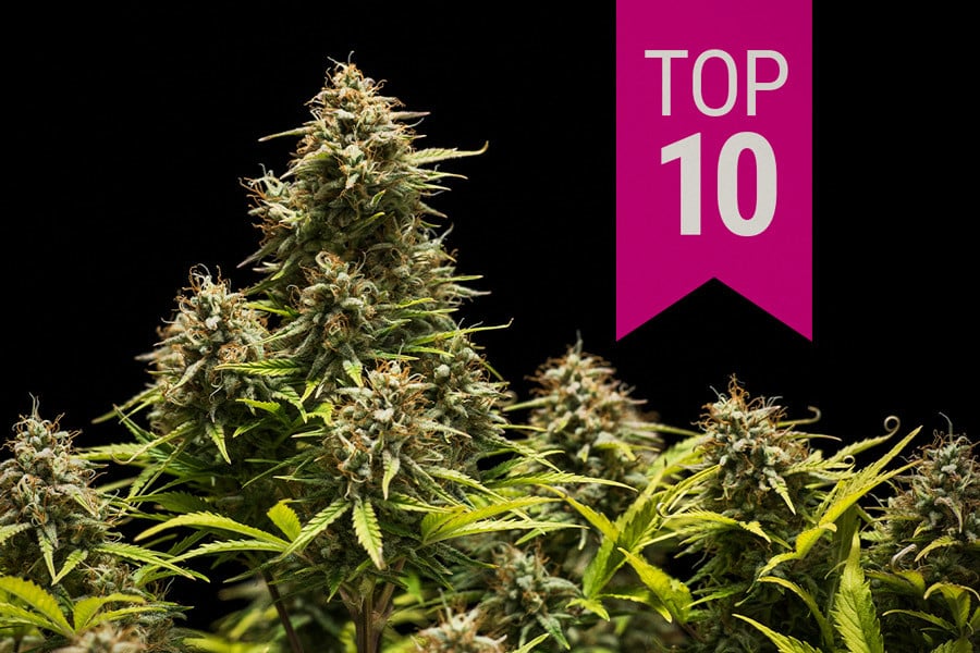 Top 10 Cannabis Indica strains 