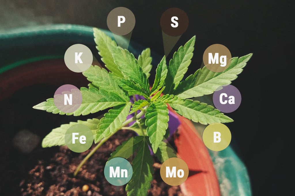 Macronutrients And Micronutrients In Cannabis