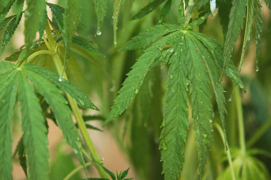 How and When to Use Foliar Feeding on Cannabis