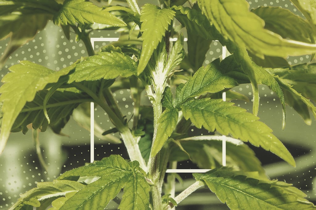 Watering Your Cannabis: How To Fix Over And Underwatering