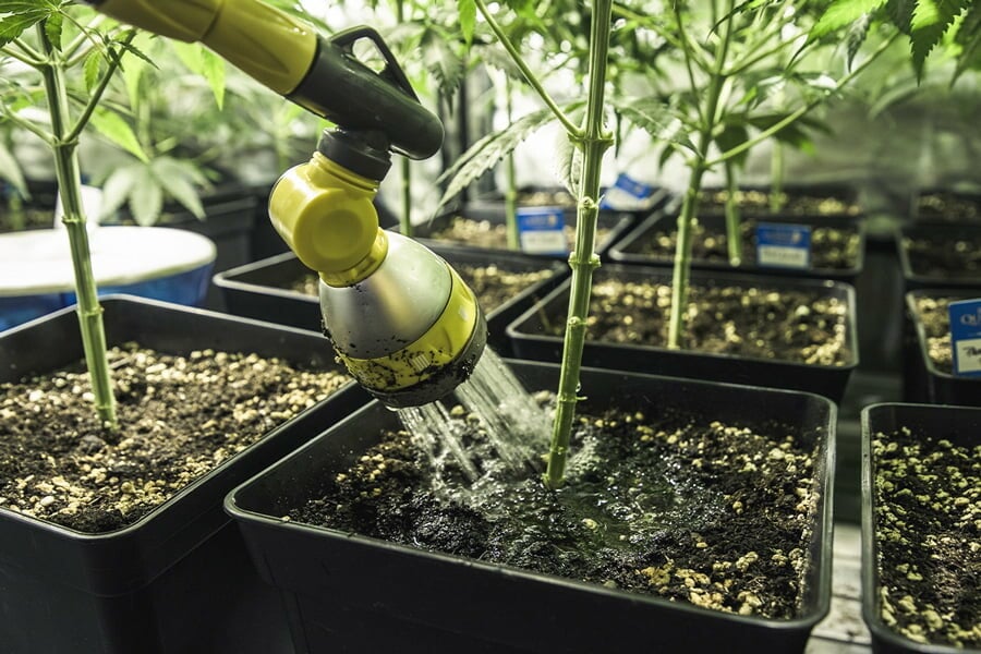 Watering Your Cannabis: How to Fix Overwatering and Underwatering