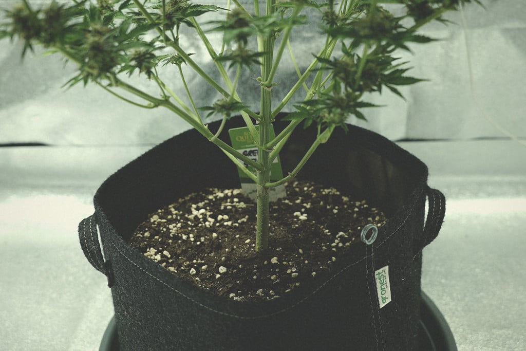 How Does Perlite Benefit Cannabis Plants?