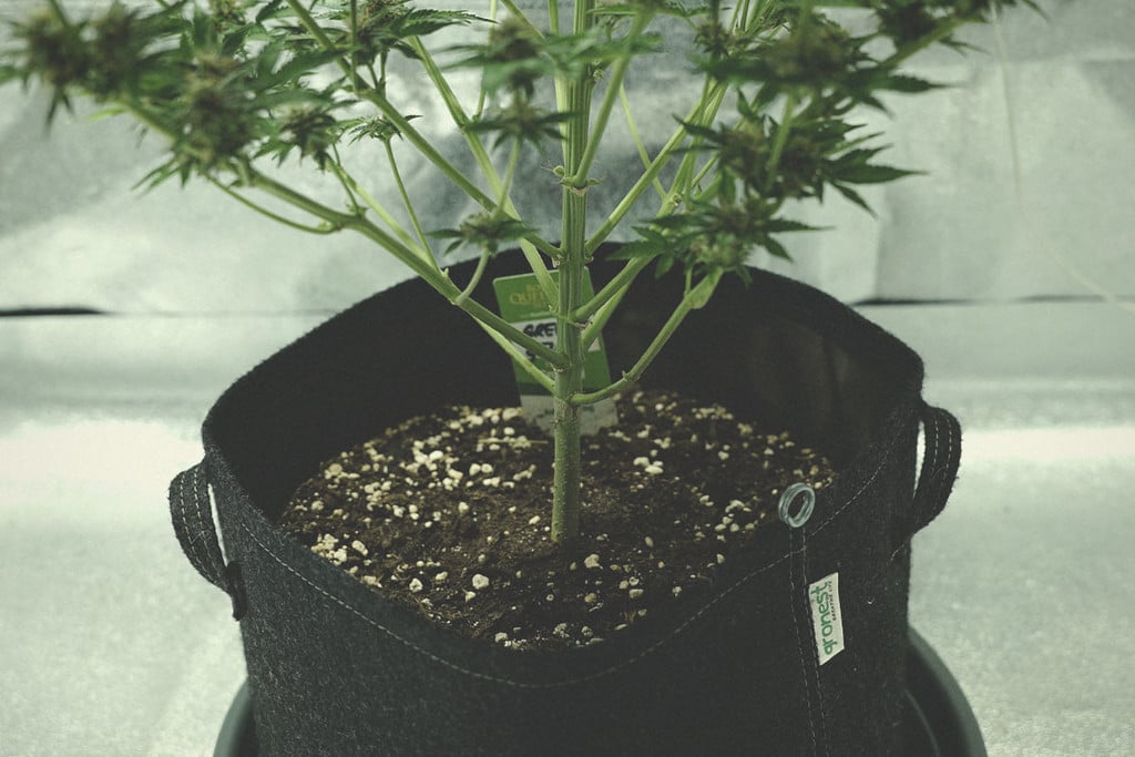 How Does Perlite Benefit Cannabis Plants? - RQS Blog