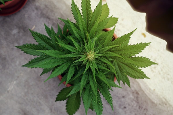 What Is Light Deprivation And How Does It Affect Cannabis?