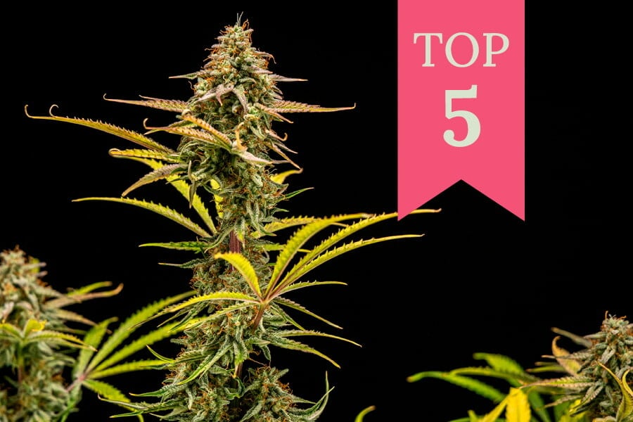 Top 5 Giggly Strains of 2024